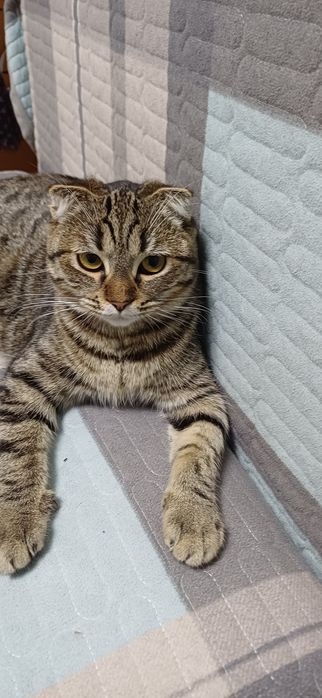 Продаётся вислоухая кошечка