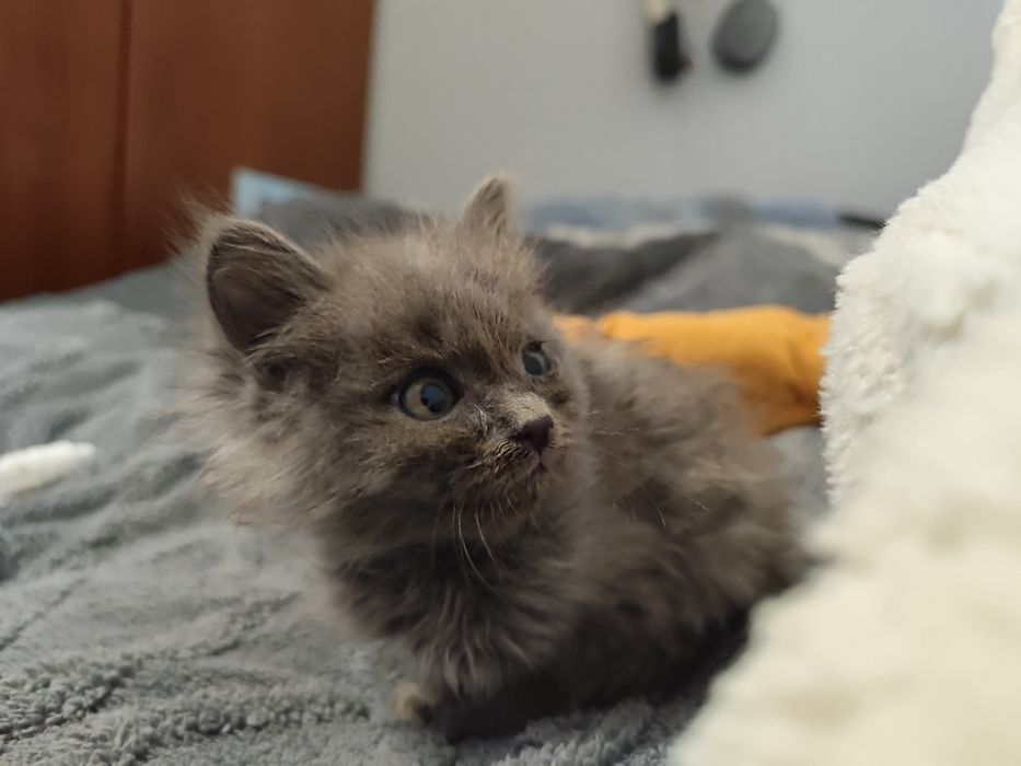 Котята, мальчики