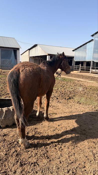 Лошадь 8 лет верховая