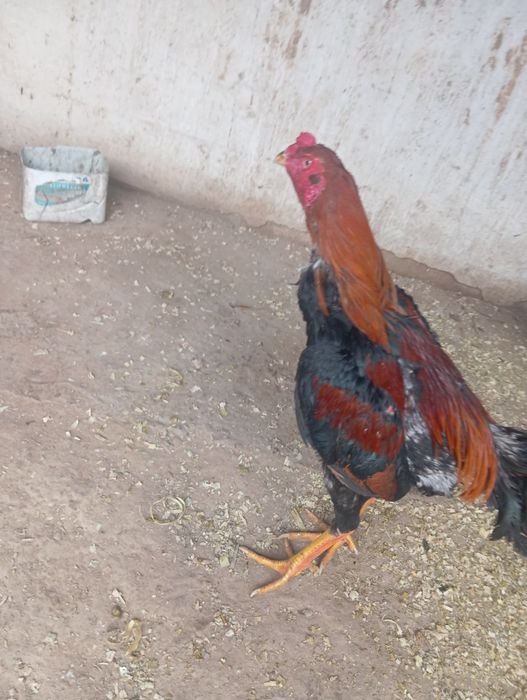 Бойцовские петухи Дакан