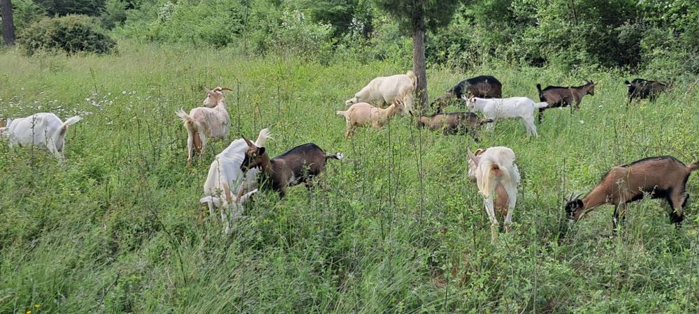 Vând capre Rasa Saanen si Alpin Francez