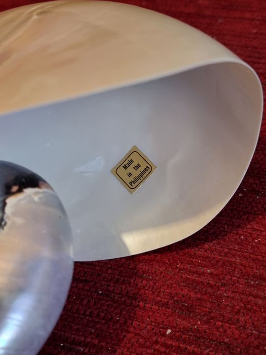 Scoica nautilus pompilius exemplar mare  15 cm- sidef natural