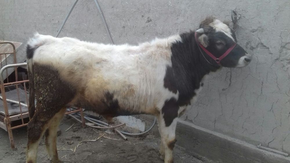 Gibrit buqa sotiladi