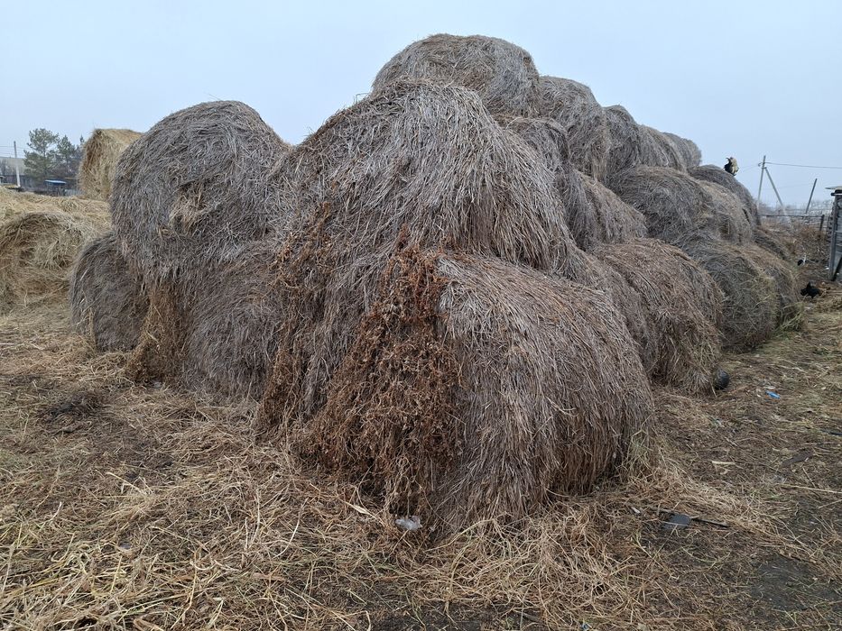 Продам прошлогодние сено.