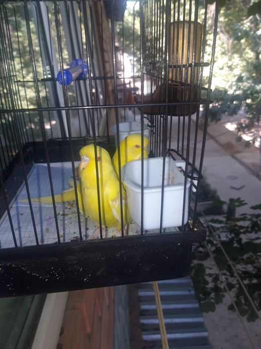 Popugay sariq. Жёлтые попугаи