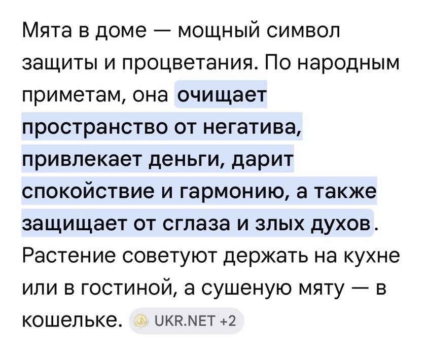 Комнатная мята- плекрантус
