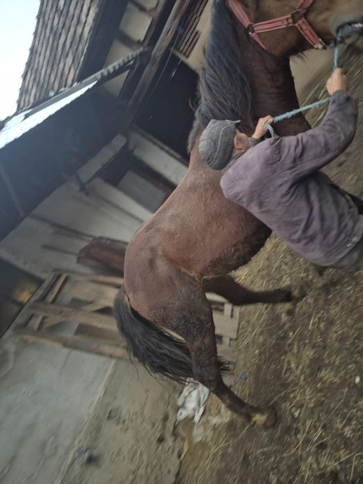 De vânzare  un cal..