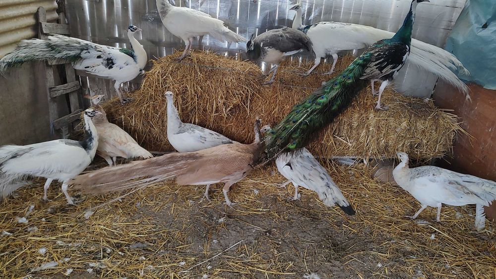 Păuni pt pretențioși!!!