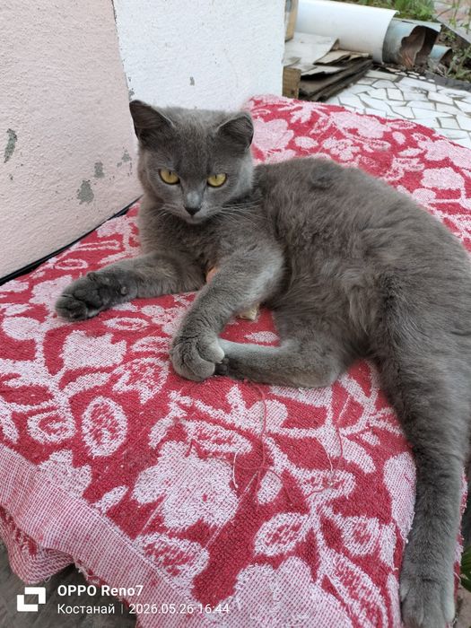 Котёнок ищет дом