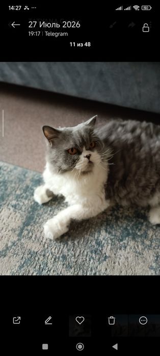 Отдам в хорошие руки британский кот