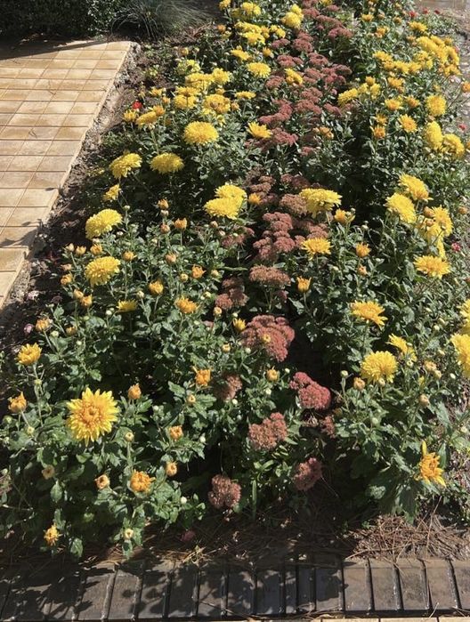 Хризантема корейская желтая