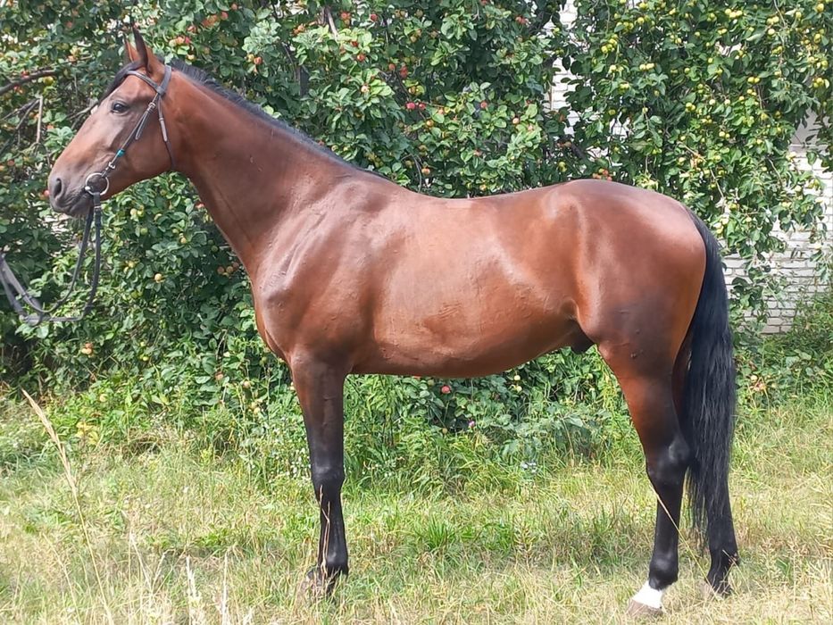 Продам жеребца французский рысак