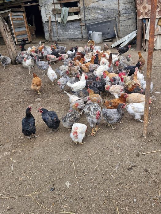 Продаются домашние куры