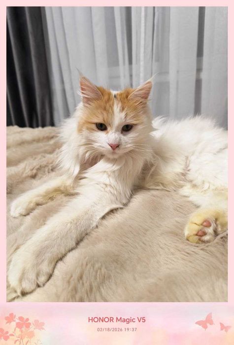 Милая кошечка, всегда будет преследовать вас