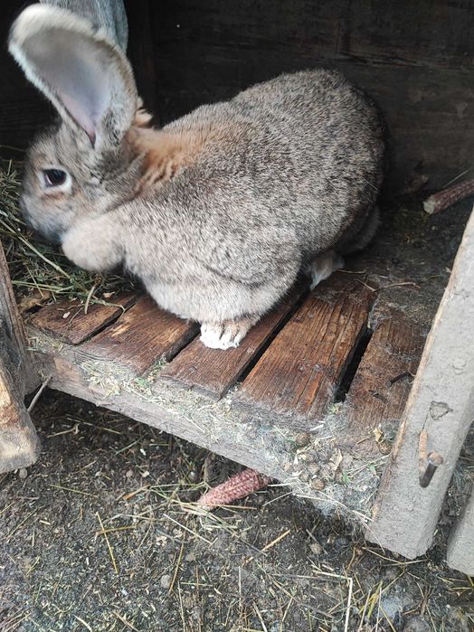 Iepuri uriaș german