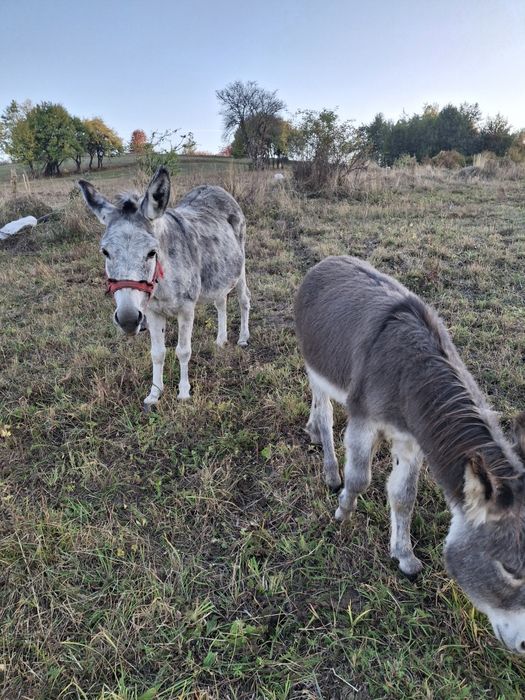 Vând doua Magăriță  cu  doi pui   toate 4 femele