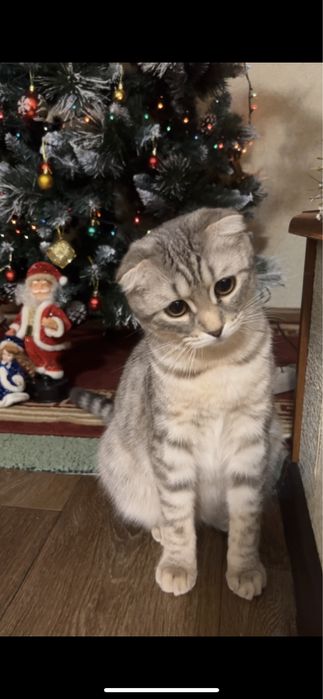 Отдам в добрые руки