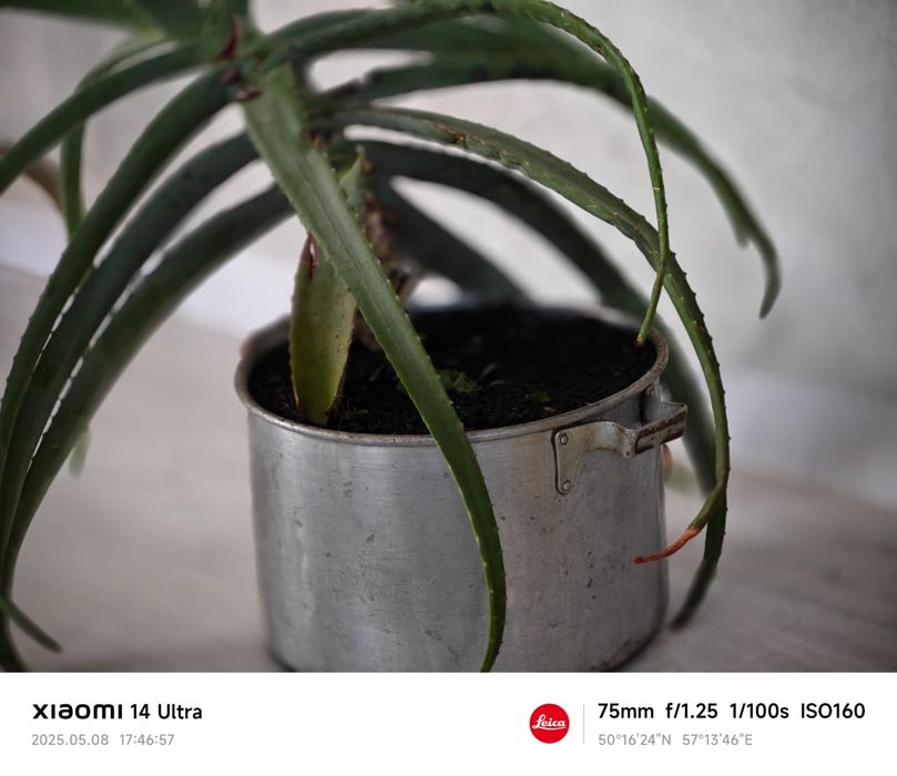 Алоэ        вера