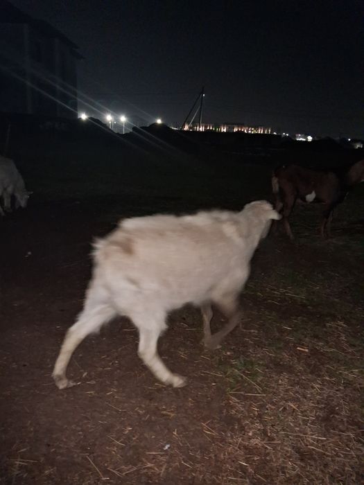 Ешкилер  текелер серкелер