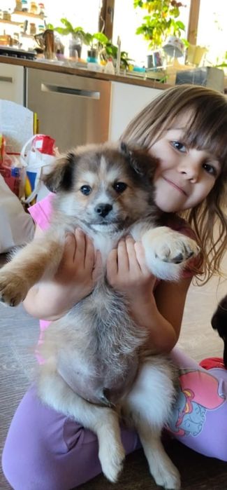 Подарявам бебенца кученца на 2 месеца