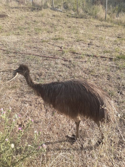 Pui strut emu australian