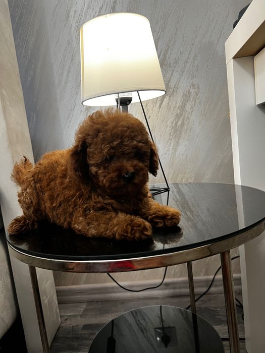 Пудел ТоЙ Pudlle Toy