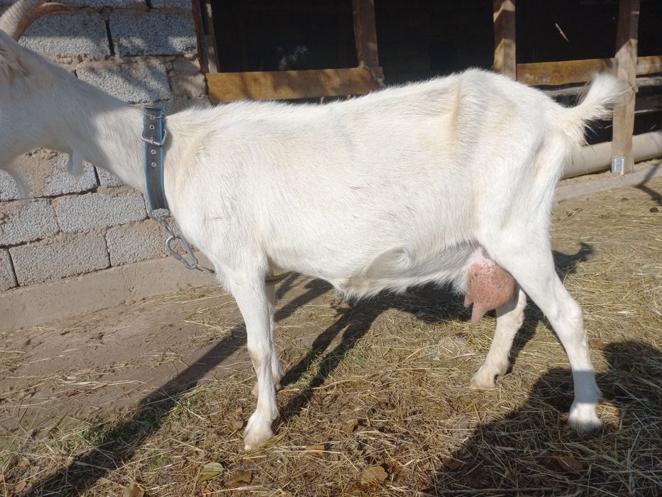 Занен теке 5айлык