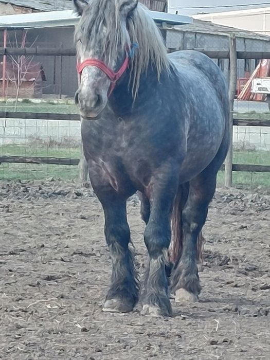 Vand armasar sur de 3 ani