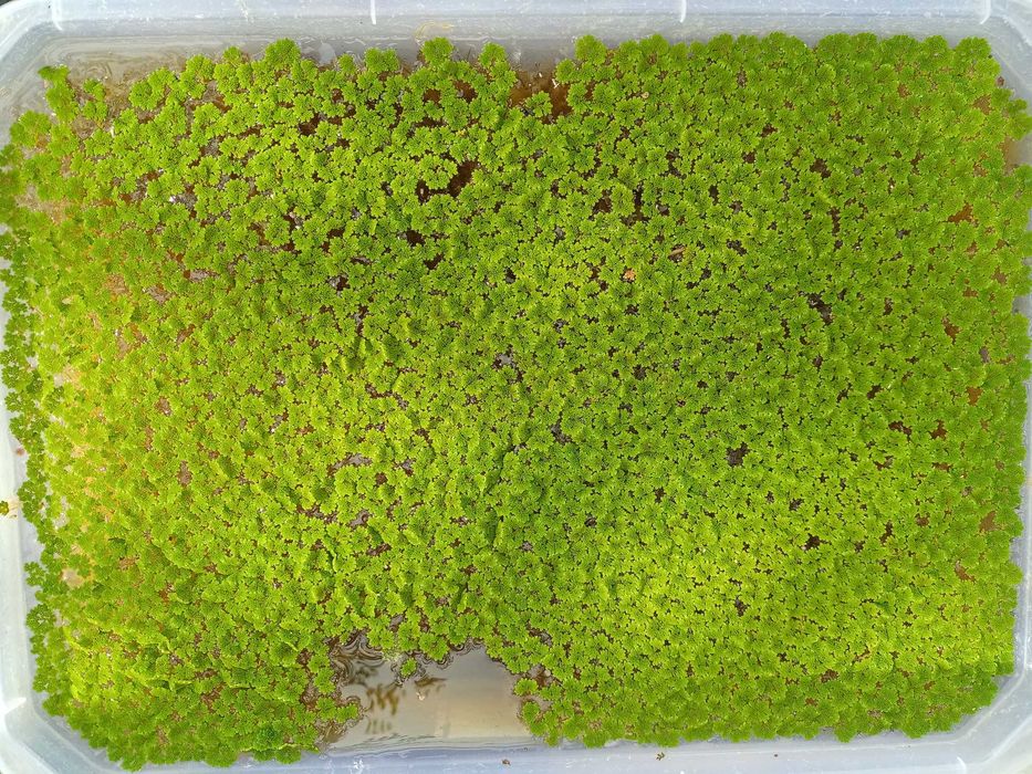 Azolla dekorativ