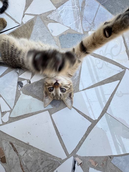 Отдам котят в хорошие руки.