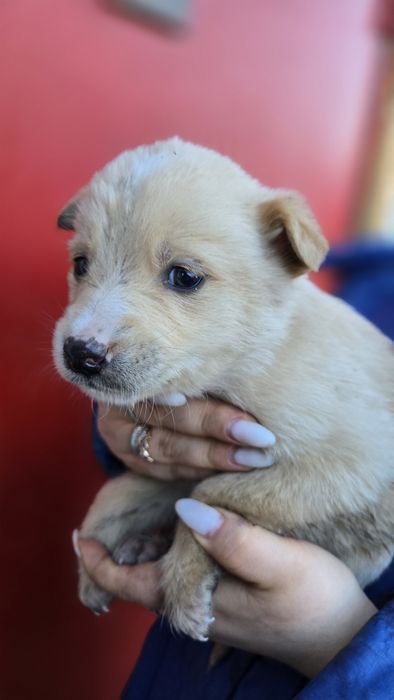 Отдам даром. Есть 8 щенят.