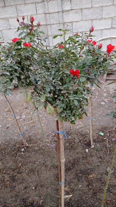 Штамп атир гулар