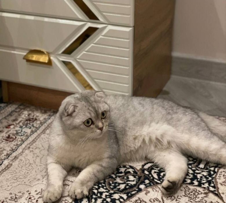 Scottish fold Sotiladi 300$