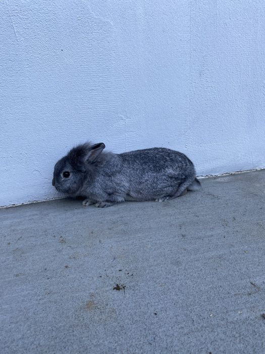 Декоративно зайче