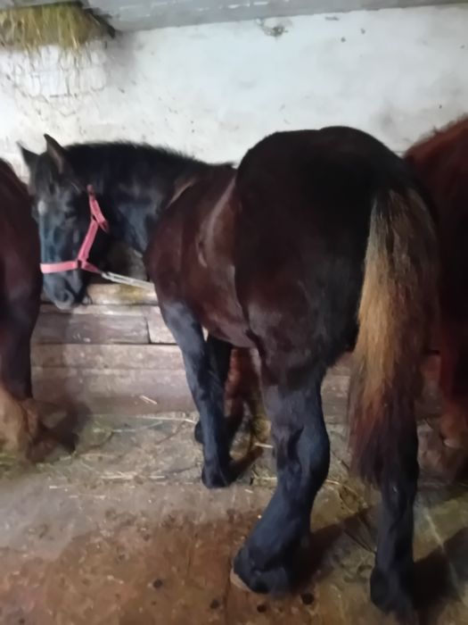 Vând mânz de 7 luni