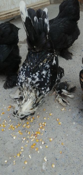 Карейски япончаларди тухумлари бор