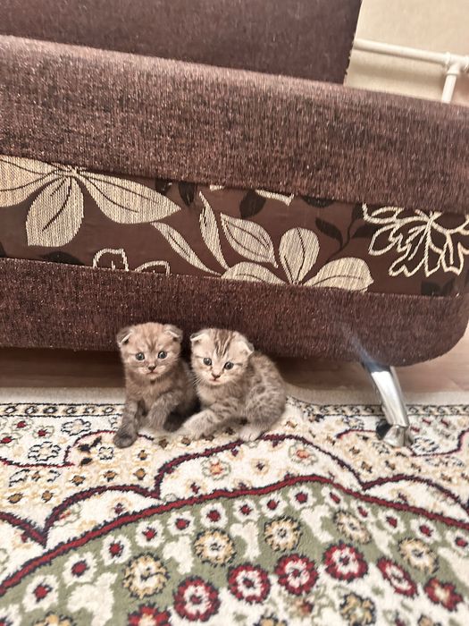 Шотландские вислоухи