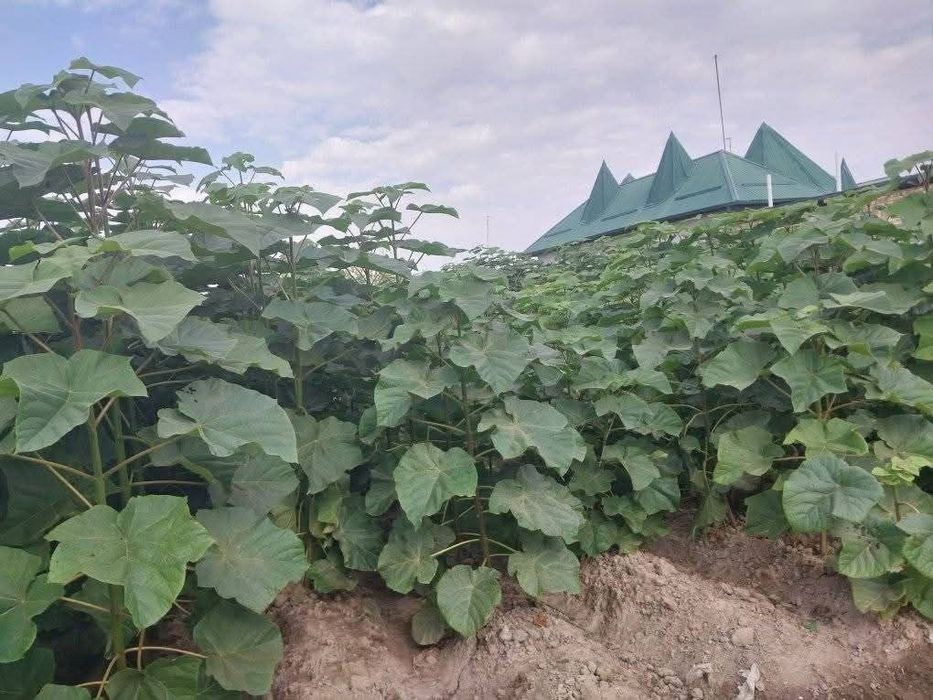 Sifatli pavlonya bor