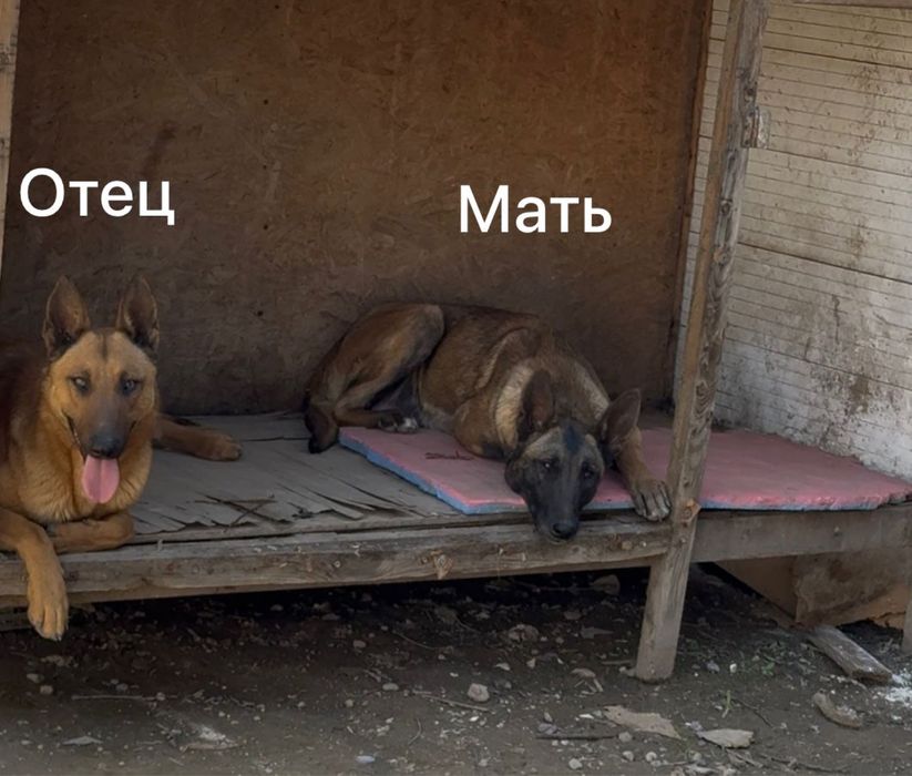 Бельгиская овчарка