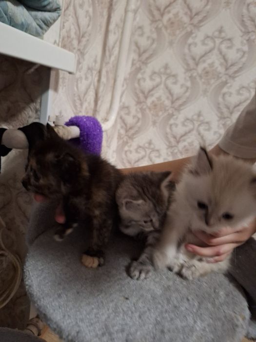 Одам котят в добрые руки