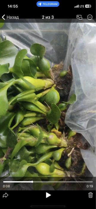 Эйхорния водяной гиацинт (кувшинка)