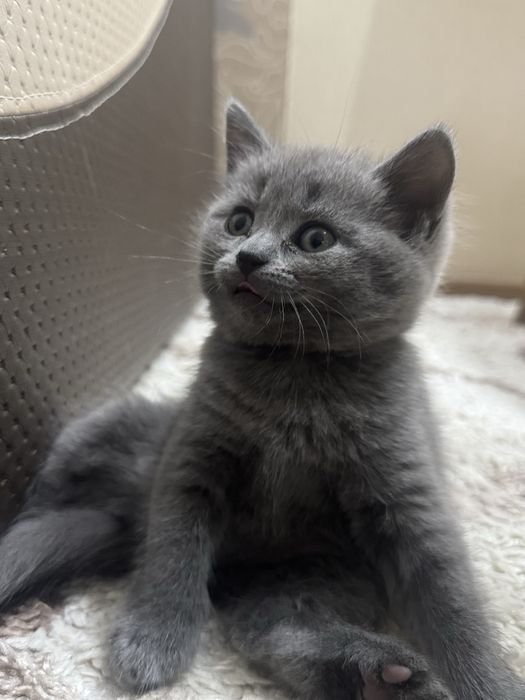 британский котенок ( девочка )