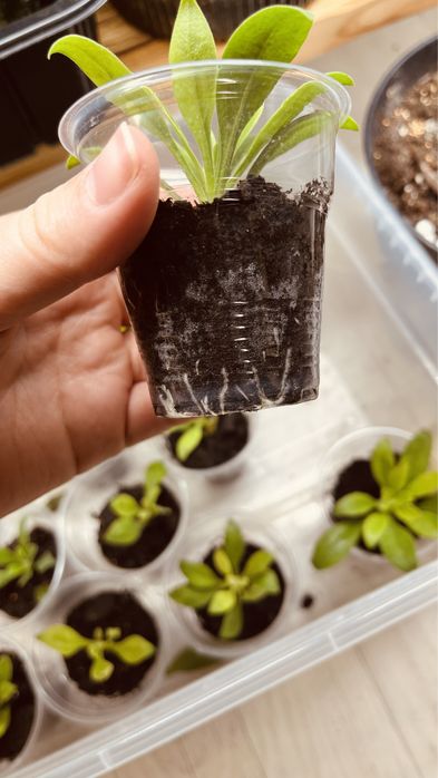 Остеоспермум остик