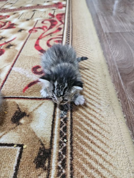 Отдам котят в хорошие руки