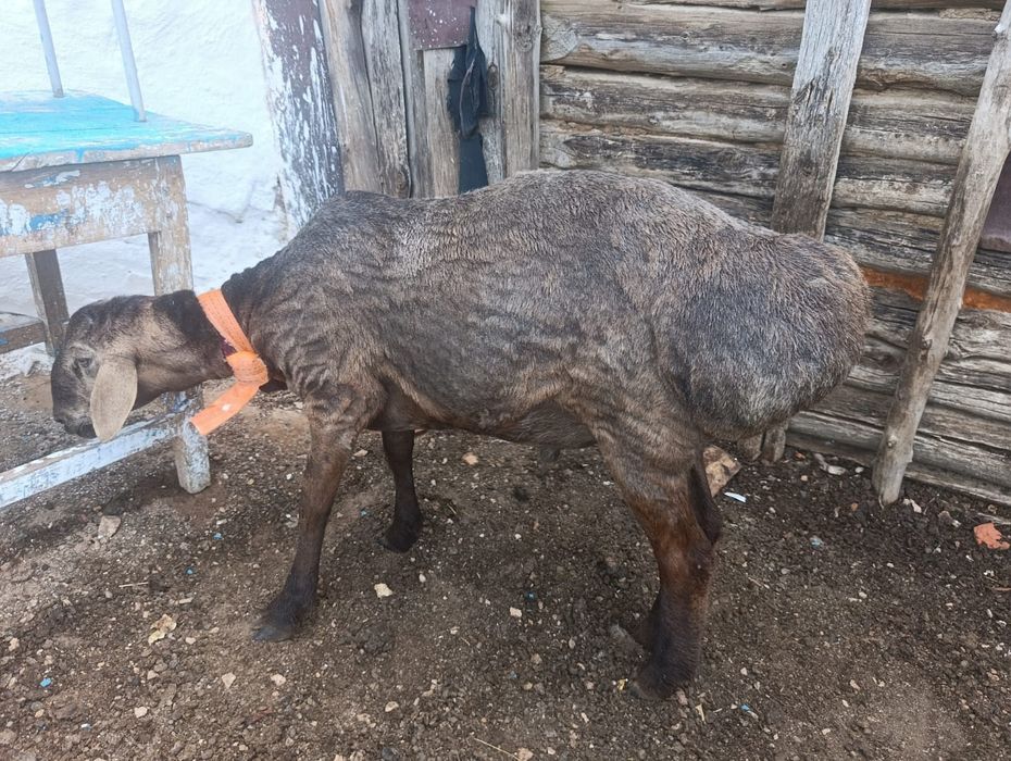 Продам нормального барана