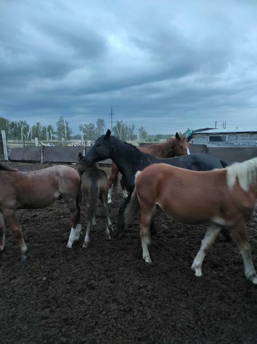 Продам кобылу(около 8 лет) с жеребухой(кобылка).