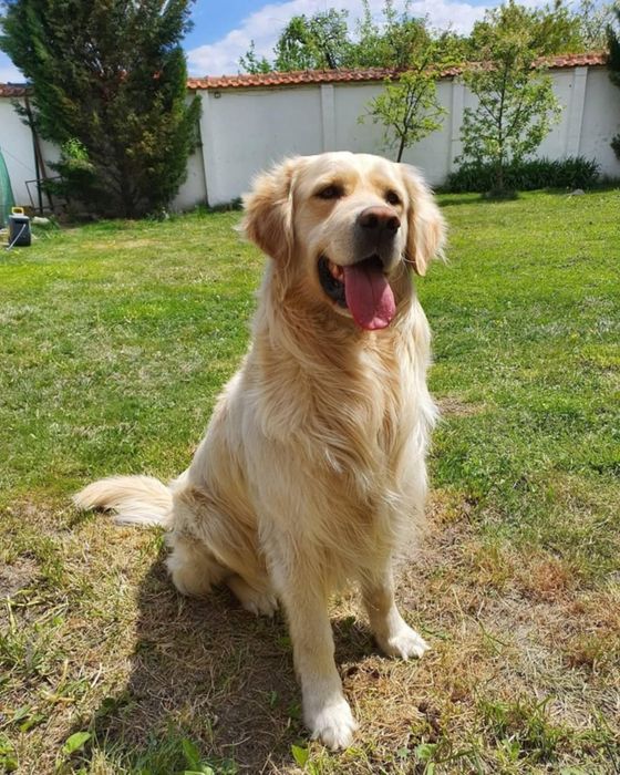 Подаравам Голдън мъжки