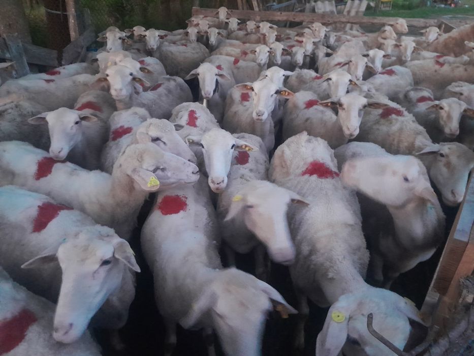 Oi lacune disponibile bune de lapte