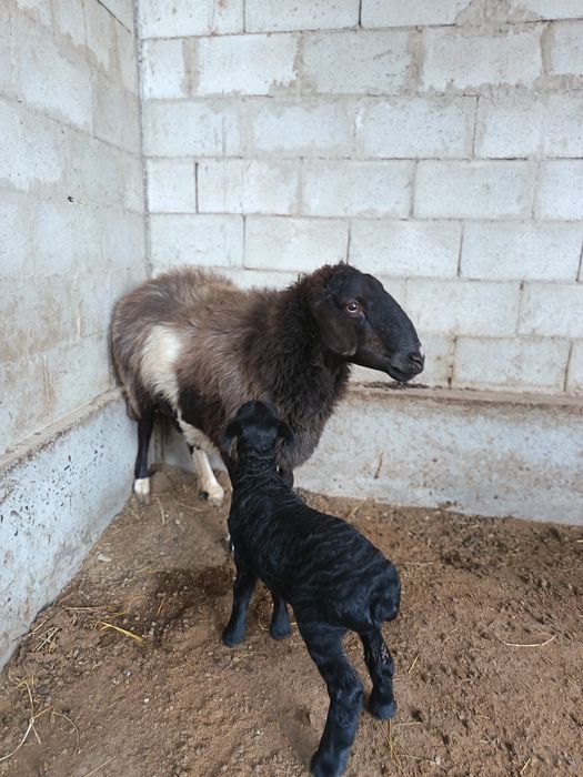 Ona bola quy sotiladi