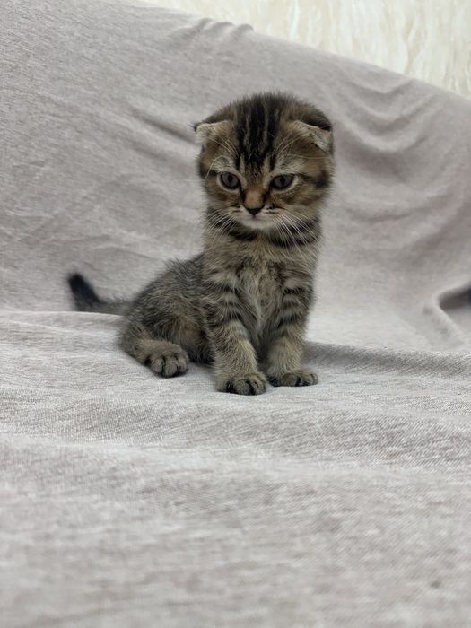 Котенок скотиш фолд